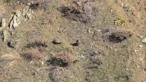Wild partridge walks through dry scrubland, camouflaged game bird - Geography Stock Footage 339818269