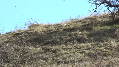 Wild partridge walks through dry scrubland, camouflaged game bird - Rural Scene Stock Footage 339818304