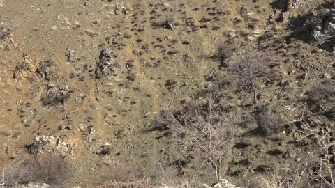 Wild partridge walks through dry scrubland, camouflaged game bird - Open Terrain Stock Footage 339818326