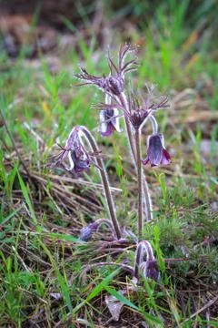 Wild pasque flowers Stock Photos