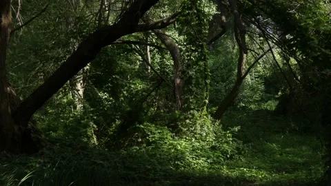 Wild Path In Dark Mysterious Forest With Gleams Of Sun with black Cat Stock Footage 187852492