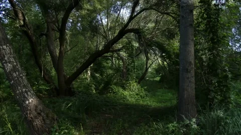 Wild Path In A Dark Mysterious Forest With Gleams Of The Sun Video stock 197070310