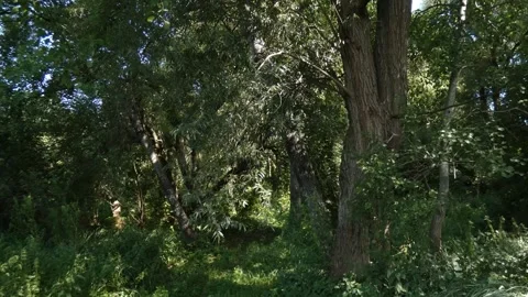 Wild path in deciduous forest park with green foliage, tilting Stock Footage 339798629
