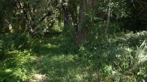 Wild path in dense forest with green grass and undergrowth, panning Stockbeeldmateriaal 339801145