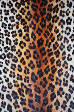 Wild pattern Stock Photos