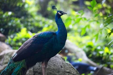 Wild peacock 1  Stock Photos