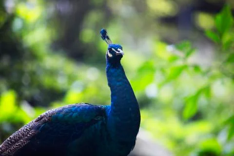 Wild peacock 2  Stock Photos