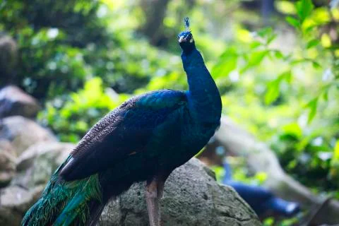 Wild peacock 4  Stock Photos