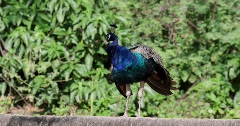 Wild Peacock bird commonly seen in rural Rajasthan, India. Vídeos de archivo 232332468