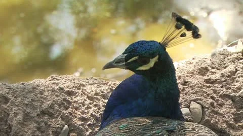 Wild Peacock 스톡 동영상 19050132