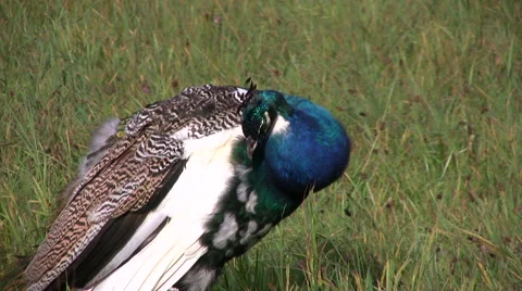 Wild peacock in grassy field Stock Footage 44640752