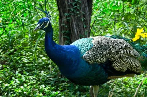 Wild Peacock Stock Photos