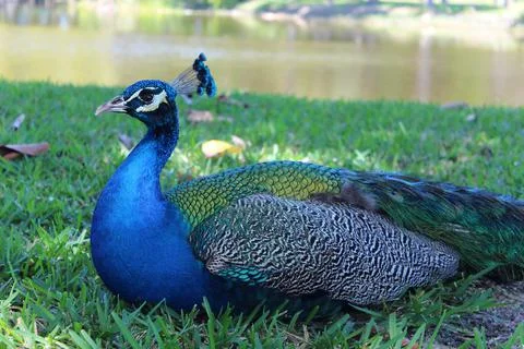 A Wild Peacock Stock Photos