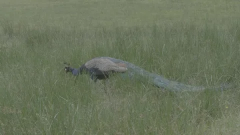 Wild Peacock Roaming the Rugged Landscape of Isle of Mull Stock Footage 331304402