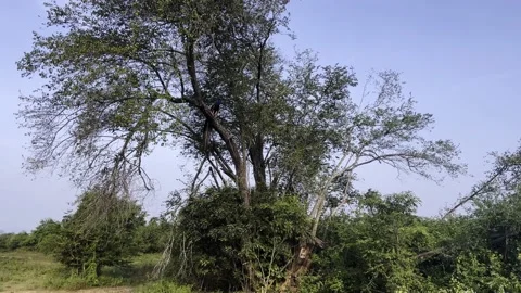Wild peacock sitting on a tree in the wild Stock Footage 218002492