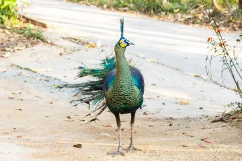 Wild peacock standing. Stock Photos