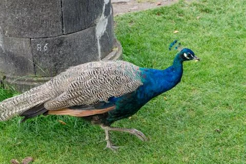 Wild peacock walking in a park Stock Photos
