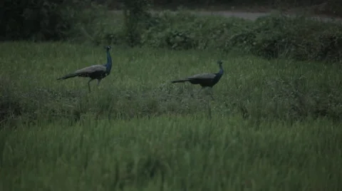 Wild peacocks Vidéo 41129268