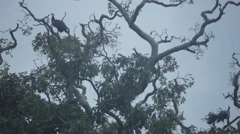 Wild peacocks Vidéo 41131757