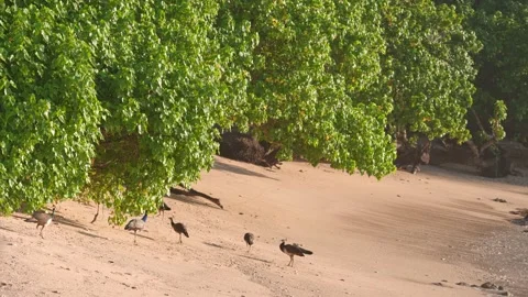 Wild Peacocks walk on the sand on a small empty beach in Sri Lanka.  Stock Footage 229695768
