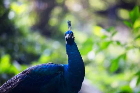 Wild peacok 3  Stock Photos