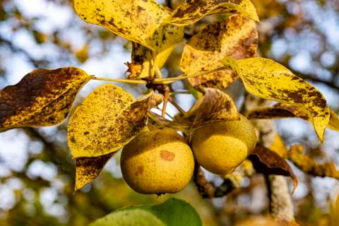 Wild pear at dawn Stock Photos