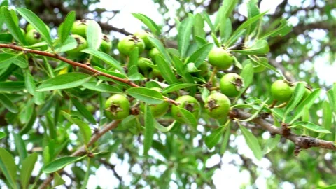 Wild pear Video stock 112515628