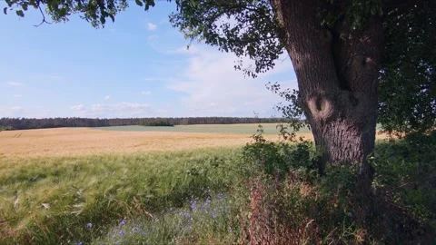 Wild pear tree next to grain field, rural landscape. Stock Footage 234197064