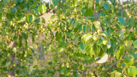 Wild pear tree Pyrus achras in steppe Stock Footage 342112525