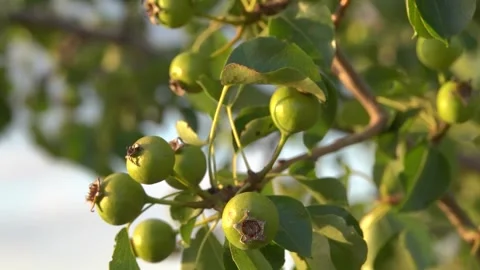 Wild pear tree Pyrus achras in steppe Stock Footage 342112643