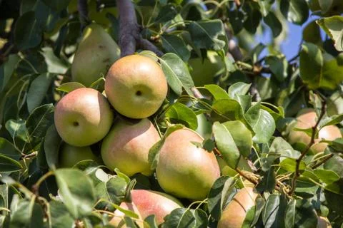 Wild pears growing on tree branches piled Stock Photos