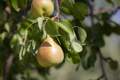 Wild pears growing on tree branches piled Stock Photos
