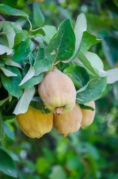 Wild pears growing on a tree in an oasis in Morocco, North Africa Stock Photos