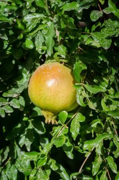 Wild pears growing on a tree in an oasis in Morocco, North Africa Stock Photos
