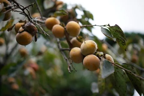 Wild pears Stock Photos