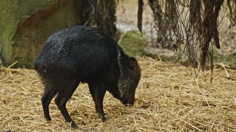 Wild Peccary Foraging on Forest Floor in Natural Habitat Stock Footage 334125451