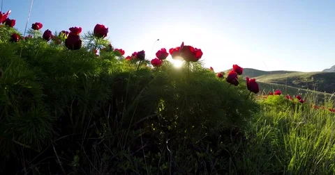 Wild peonies bloom in the rays of the sun 스톡 동영상 75677380