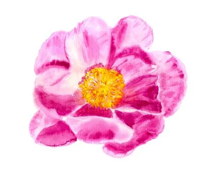 Wild peony Stock Illustration