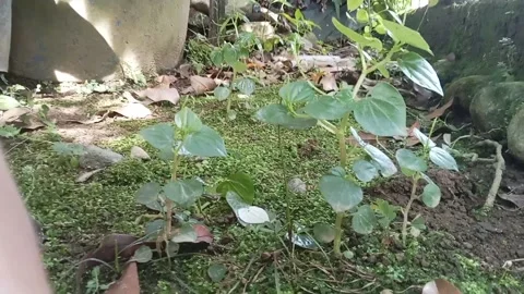 Wild Peperomia Pellucida and Moss Growing in the Garden Stock Footage 342785998