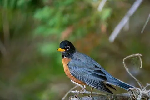 Wild Perched Robin Stock Photos