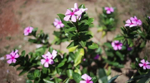 Wild periwinkle flowers Vídeo Stock 49843000