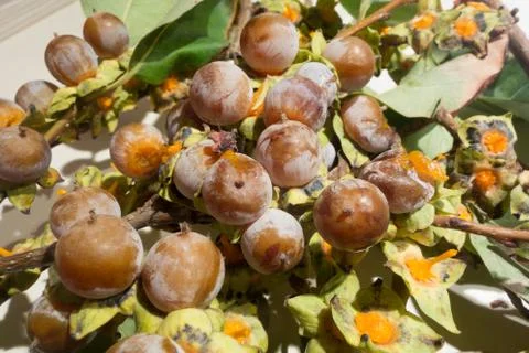 Wild Persimmon Stock Photos