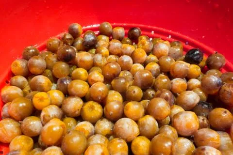 Wild Persimmon Stock Photos