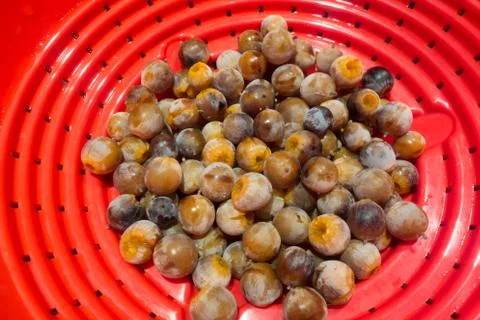 Wild Persimmon Stock Photos