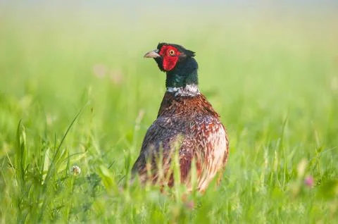 Wild pheasant in a grass Stock Photos