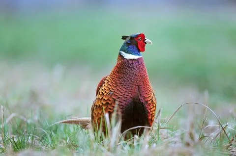Wild pheasant Stock Photos