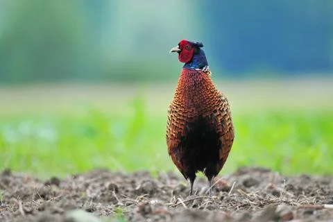 Wild pheasant Stock Photos