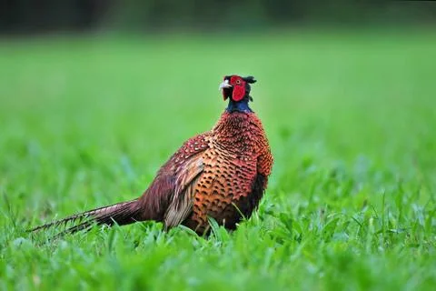 Wild pheasant Stock Photos