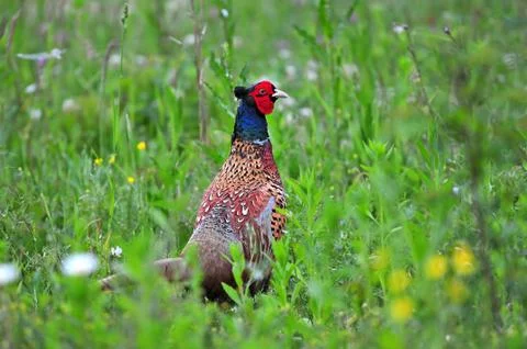 Wild pheasant Foto stock