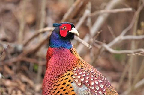 Wild pheasant Foto stock
